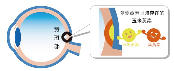 黃斑部